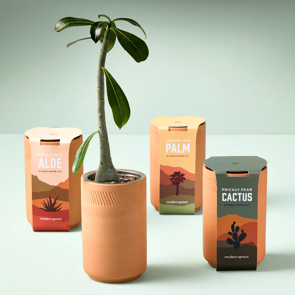 aloe hydroponic terracotta planter Modern Sprout Terracotta Grow Kit