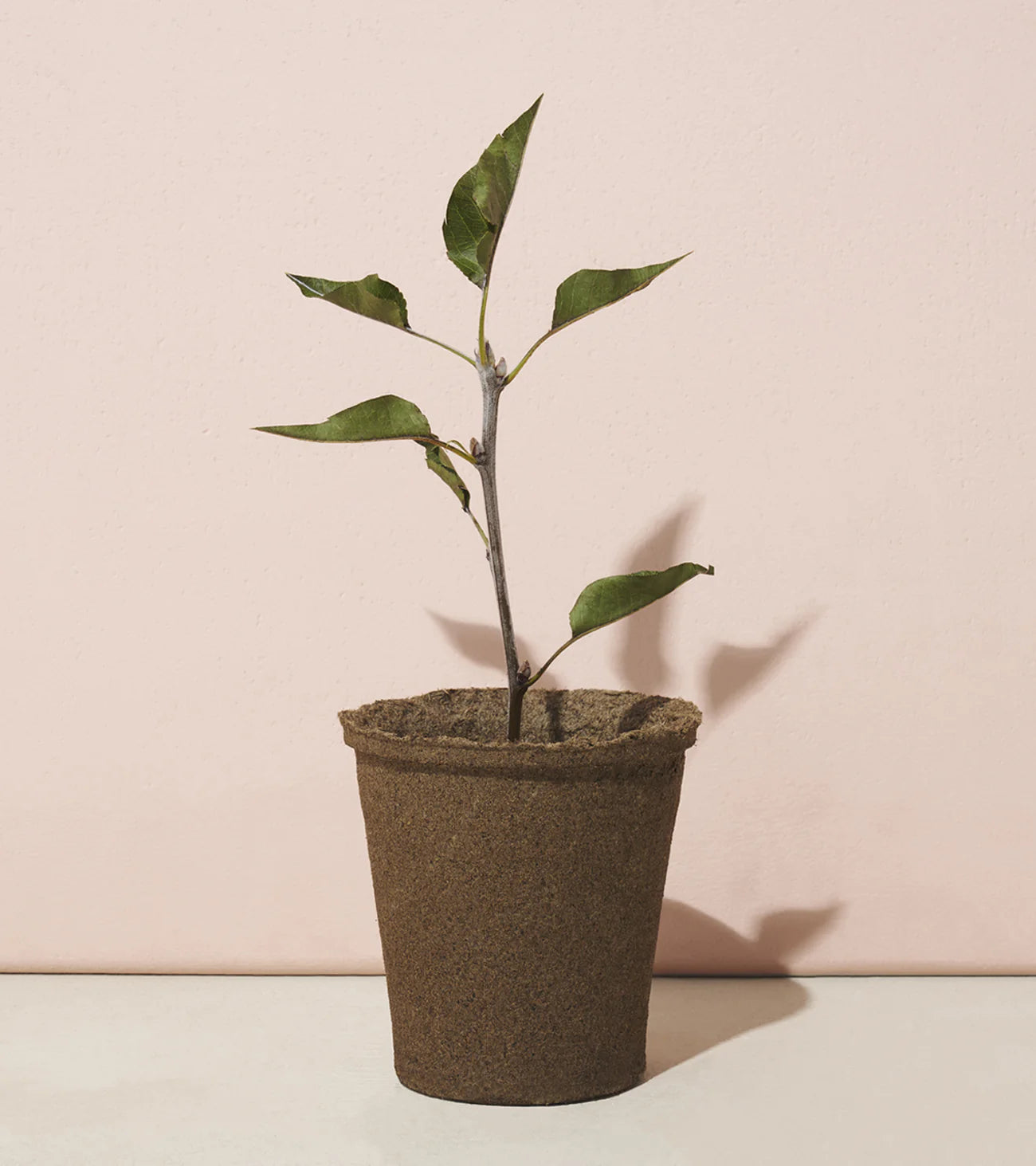 Modern Sprout - One-For One Tree Kit - American Sycamore