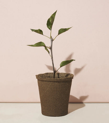 Modern Sprout - One-For One Tree Kit - American Sycamore